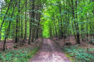 Beautiful view into a dense green forest with bright sunlight casting deep shadow photo