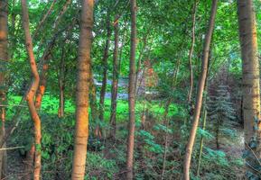 Beautiful view into a dense green forest with bright sunlight casting deep shadow photo