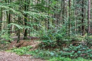 Beautiful view into a dense green forest with bright sunlight casting deep shadow photo