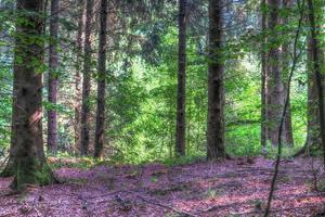 Beautiful view into a dense green forest with bright sunlight casting deep shadow photo