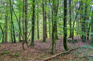 Beautiful view into a dense green forest with bright sunlight casting deep shadow photo