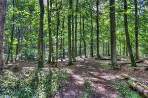 hermosa vista a un denso bosque verde con luz solar brillante que proyecta una sombra profunda foto