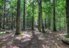 Beautiful view into a dense green forest with bright sunlight casting deep shadow photo