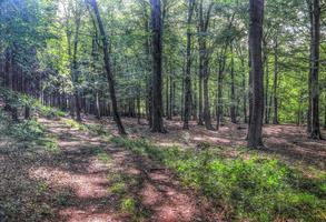 Beautiful view into a dense green forest with bright sunlight casting deep shadow photo