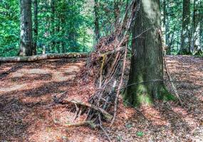 Beautiful view into a dense green forest with bright sunlight casting deep shadow photo