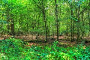 Beautiful view into a dense green forest with bright sunlight casting deep shadow photo