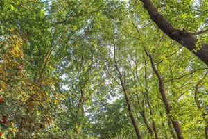 Beautiful view into a dense green forest with bright sunlight casting deep shadow photo