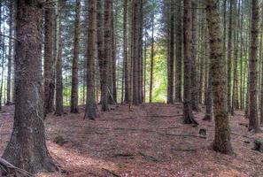 Beautiful view into a dense green forest with bright sunlight casting deep shadow photo