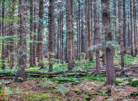 hermosa vista a un denso bosque verde con luz solar brillante que proyecta una sombra profunda foto