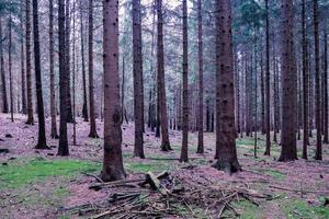 Beautiful view into a dense green forest with bright sunlight casting deep shadow photo