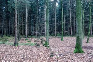 Beautiful view into a dense green forest with bright sunlight casting deep shadow photo