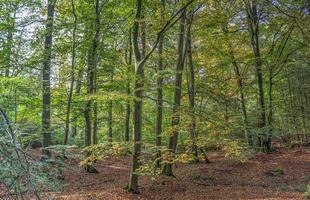 Beautiful view into a dense green forest with bright sunlight casting deep shadow photo