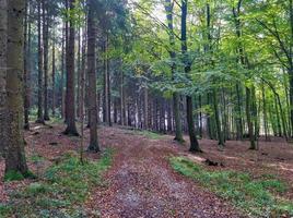 hermosa vista a un denso bosque verde con luz solar brillante que proyecta una sombra profunda foto