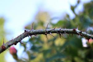 Fresh leaves at a tree branch in springtime with a soft bokeh background. photo