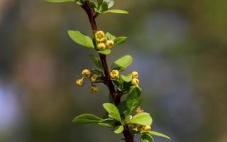 Fresh leaves at a tree branch in springtime with a soft bokeh background. photo