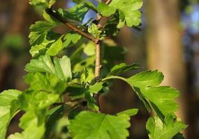 Fresh leaves at a tree branch in springtime with a soft bokeh background. photo