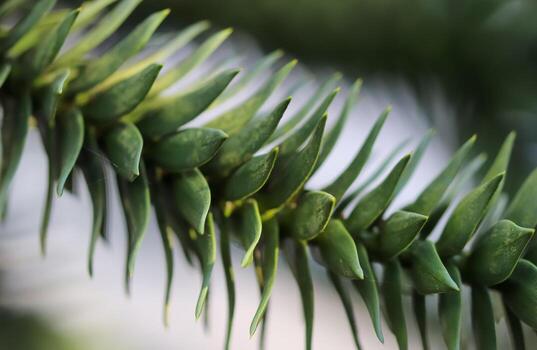 Fresh leaves at a tree branch in springtime with a soft bokeh background. photo