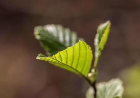 hojas frescas en la rama de un árbol en primavera con un suave fondo bokeh. foto