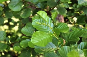 Fresh leaves at a tree branch in springtime with a soft bokeh background. photo