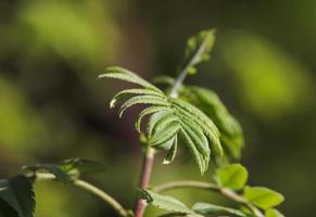 hojas frescas en la rama de un árbol en primavera con un suave fondo bokeh. foto