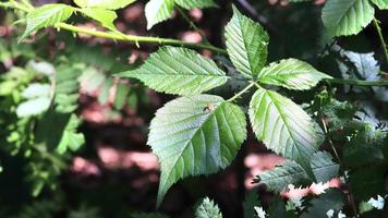 Fresh leaves at a tree branch in springtime with a soft bokeh background. photo