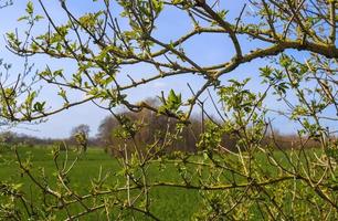 Fresh leaves at a tree branch in springtime with a soft bokeh background. photo