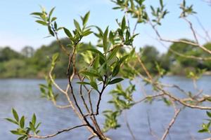 Fresh leaves at a tree branch in springtime with a soft bokeh background. photo