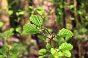 Fresh leaves at a tree branch in springtime with a soft bokeh background. photo