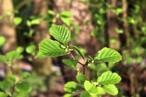 hojas frescas en la rama de un árbol en primavera con un suave fondo bokeh. foto