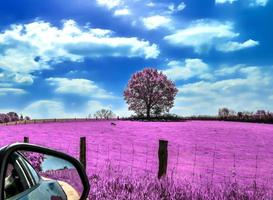 Beautiful pink infrared shots of a northern european landscape with a deep blue sky photo