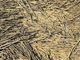 Close up view at the surface of golden straw photo