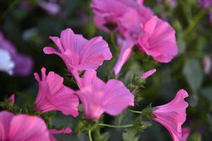 Pink flowers of lavatera close-up in the evening summer garden. Lavatera wild rose in summer. photo