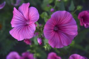 Pink flowers of lavatera close-up in the evening summer garden. Lavatera wild rose in summer. photo