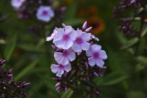 Pink flowers of phlox paniculata with bokeh from the summer garden close-up. Small flowers of phlox. photo