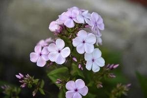 Pink flowers of phlox paniculata with bokeh from the summer garden close-up. Small flowers of phlox. photo