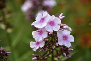 Pink flowers of phlox paniculata with bokeh from the summer garden close-up. Small flowers of phlox. photo