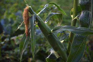 Ripe ears of corn on the stems of the plant in the evening. Ripening corn in the garden on a summer evening. photo