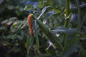 Ripe ears of corn on the stems of the plant in the evening. Ripening corn in the garden on a summer evening. photo