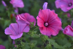 Pink flowers of lavatera close-up in the evening summer garden. Lavatera wild rose in summer. photo