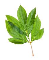 twig with fresh leaves of peony plant isolated photo