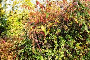 colorful barberry shrub in autumn