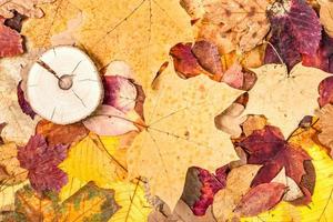 varicoloured fallen autumn leaves and sawed wood photo
