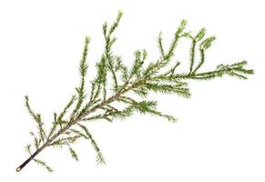 green branch of spruce tree isolated on white photo