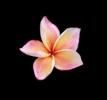 Plumeria or frangipani flower. Close up single pink-yellow plumeria flower isolated on black background. The side of frangipani flower. photo