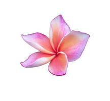 Plumeria or frangipani flower. Close up single pink-purple plumeria flower isolated on white background. The side of frangipani flower. photo