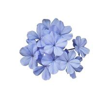 Beautiful blue flowers of Cape leadwort or Plumbago auriculata tree. Close up small blue flower bouquet isolated on white background. photo