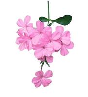 Plumbago or Cape leadwort flowers. Close up blooming pink-purple flowers bouquet ispolated on white background. Top view small pink flower bunch photo