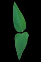 Water canna or Alligator flag or Fire flag leaf. Close up beautiful green leaf of Water canna tree isolated on black background. The side of green leaf branch. photo