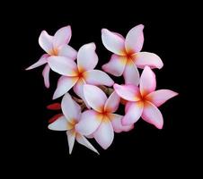 Plumeria or Frangipani or Temple tree flowers. Close up pink-white plumeria flower bouquet isolated on black background. Top view pink-purple flowers bunch. photo