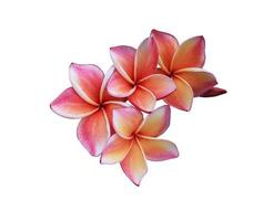 Plumeria or Frangipani flowers. Close up orange-red plumeria flowers bouquet isolated on white background. Top view exotic flower bunch. photo